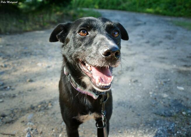 Sprite uśmiechnięty psiak...Tylko czy na pewno?