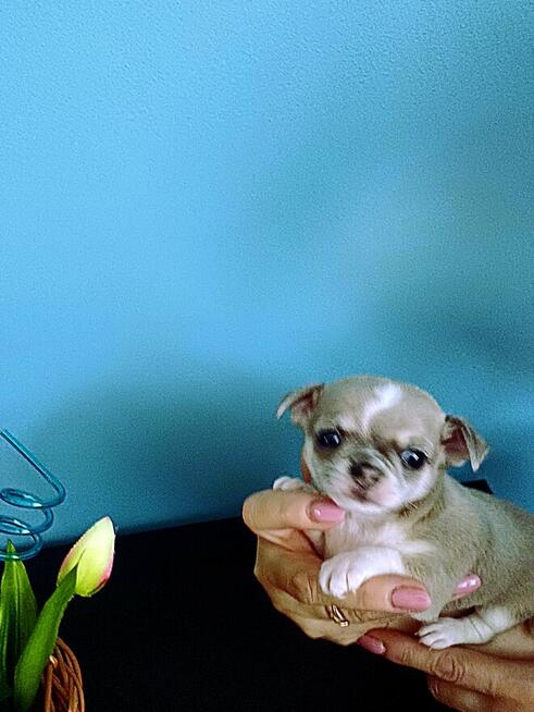 Chihuahua XXS Niebieski Królewicz