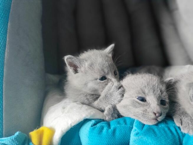 Kot rosyjski niebieski