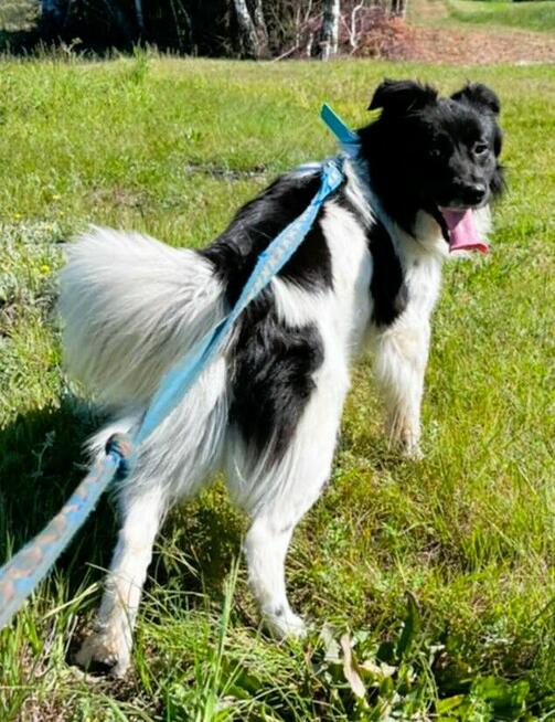 KAMPI - piękny psiak szuka najlepszego domu