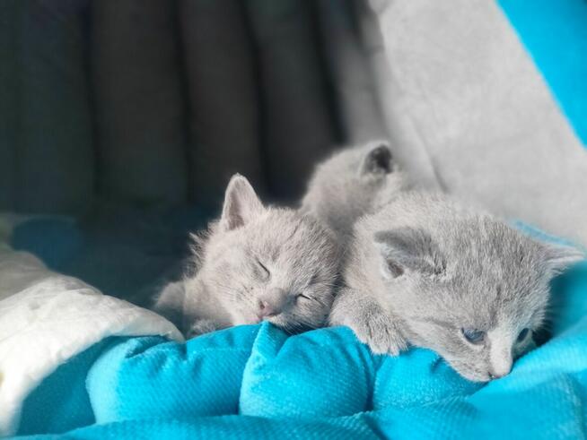 Kot rosyjski niebieski