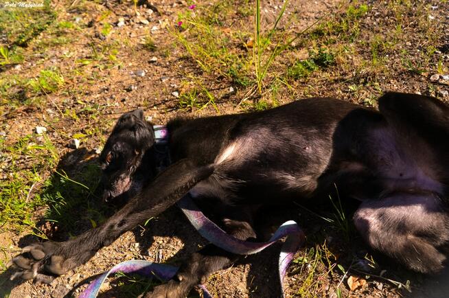 Sprite uśmiechnięty psiak...Tylko czy na pewno?