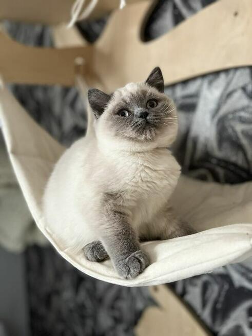 Przepiękne kocięta brytyjskie Point A33