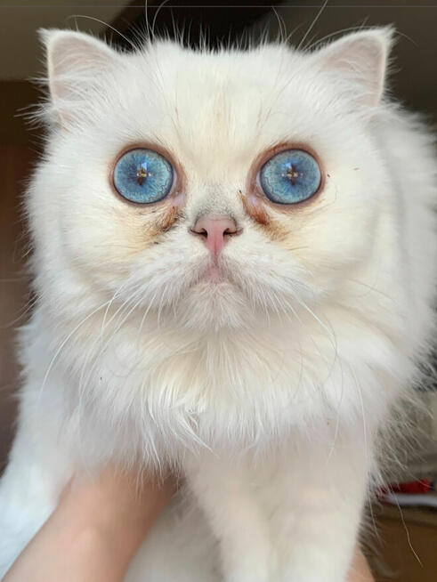 Dziewczyny są piękne