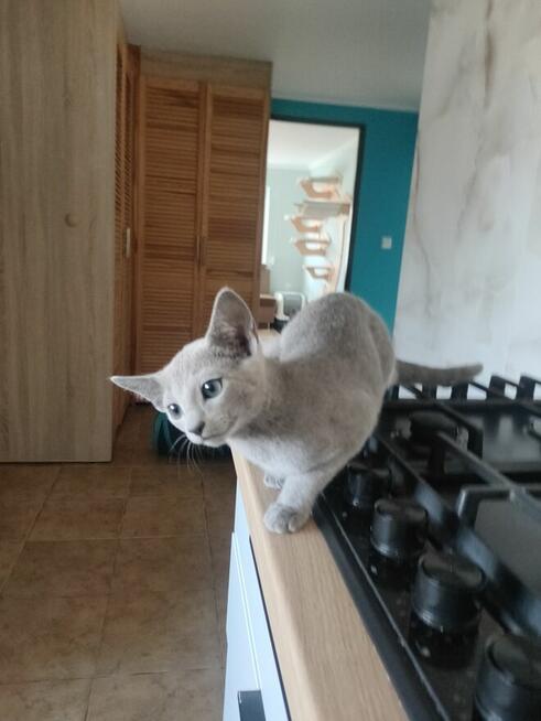 Kot rosyjski niebieski