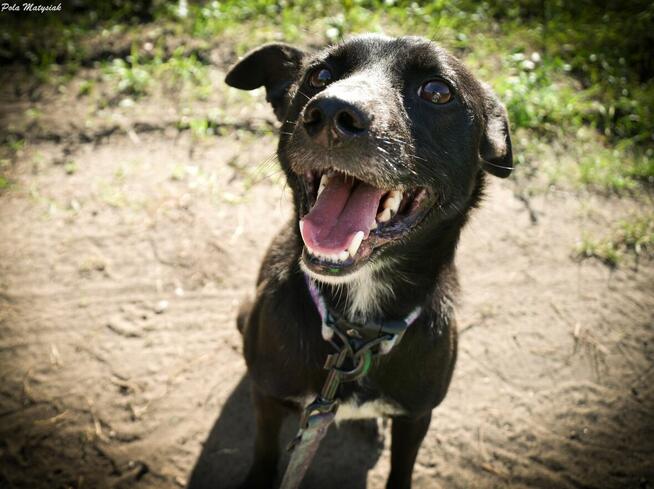Sprite uśmiechnięty psiak...Tylko czy na pewno?