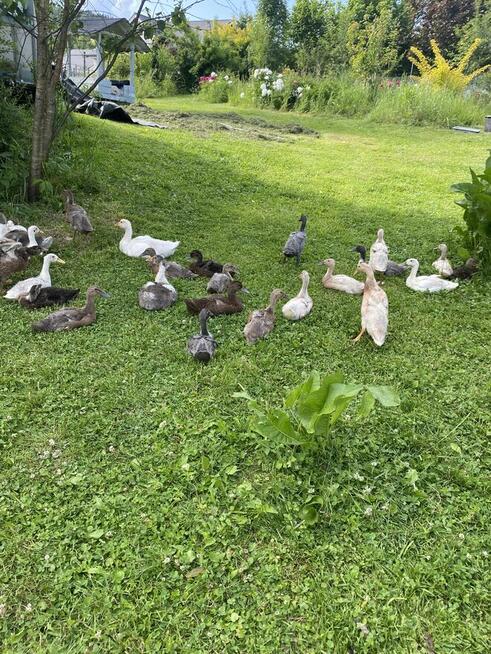 Kaczki biegusy indyjskie