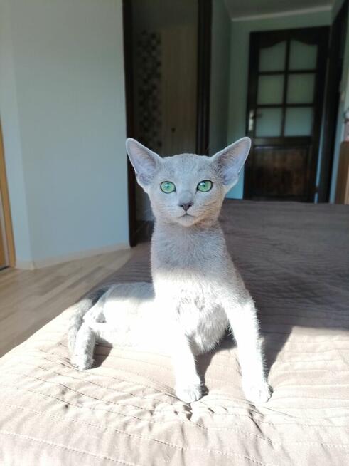 Kot rosyjski niebieski