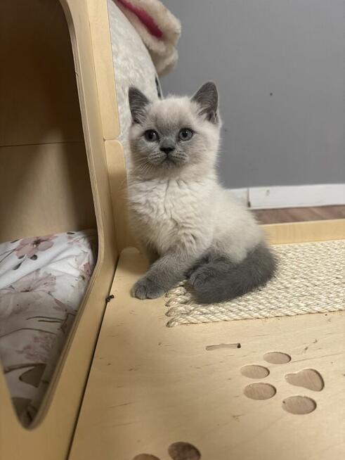 Przepiękne kocięta brytyjskie Point A33