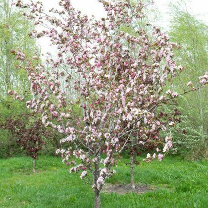 Kolumnowa jabłoń ozdobna Red Obelisk – idealna do ogrodu