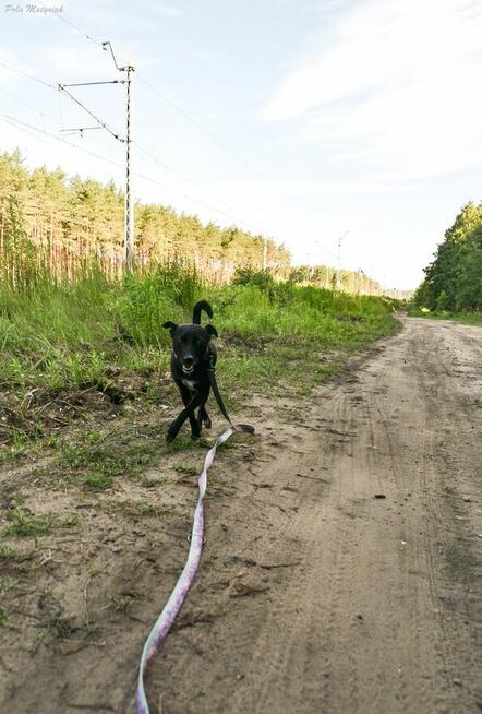 Sprite uśmiechnięty psiak...Tylko czy na pewno?