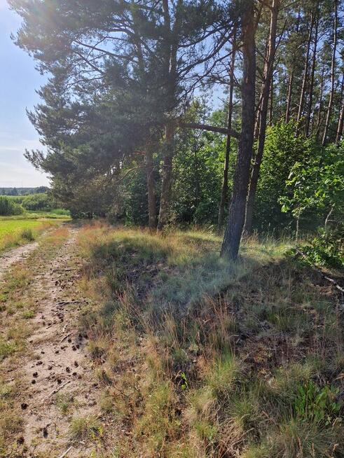 Działka w Kaliska , ponad 1 hektar okazja