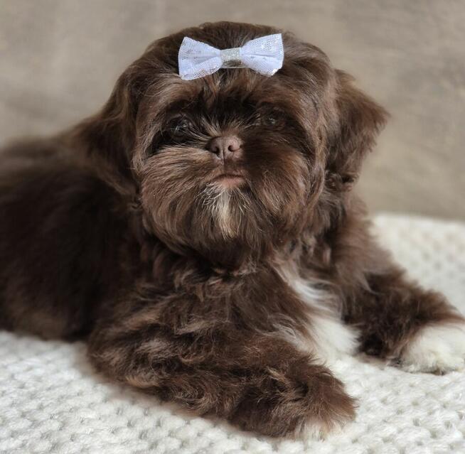 Czekoladowy piesek Shih-Tzu komplet szczepień