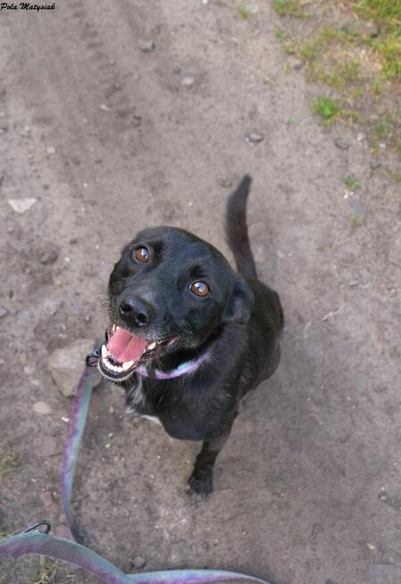 Sprite uśmiechnięty psiak...Tylko czy na pewno?