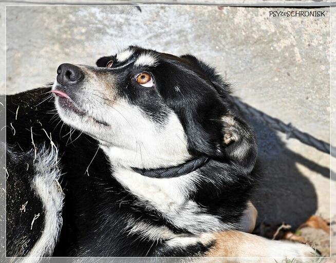Bajka - spokojna sunia marzy o ciepłym domu