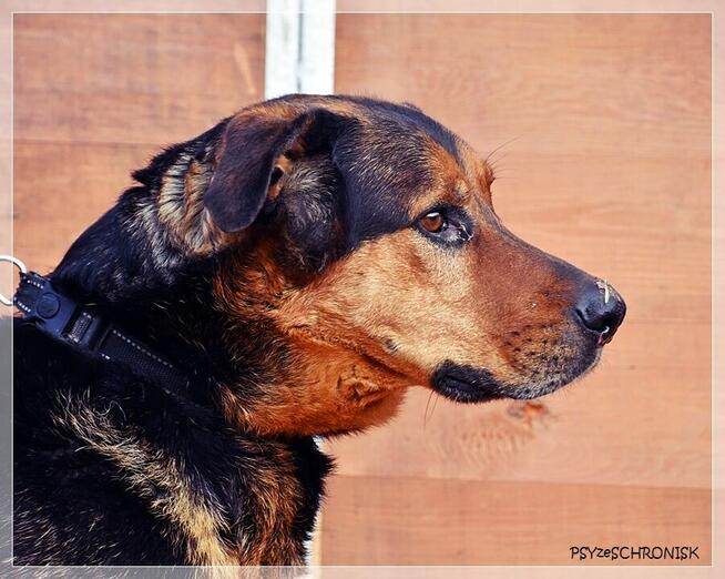 Kai – przyjazny wielkopies w kwiecie wieku. Podaruj mu dom