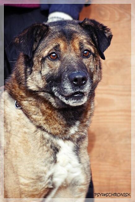 Tramp - sympatyczny kundelek gotowy dać Ci swoje serce