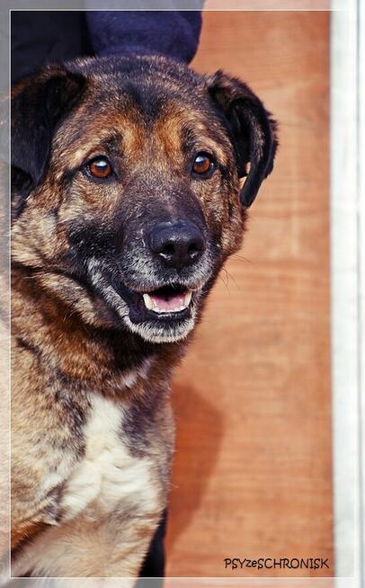 Tramp - sympatyczny kundelek gotowy dać Ci swoje serce