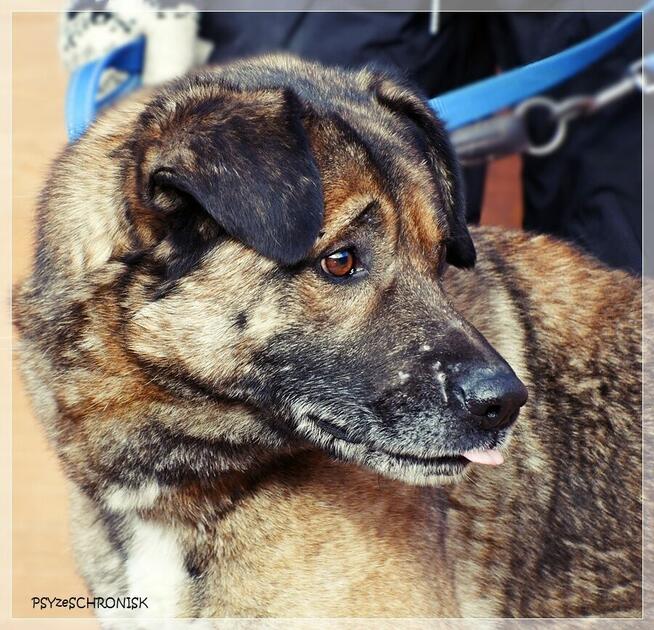 Tramp - sympatyczny kundelek gotowy dać Ci swoje serce