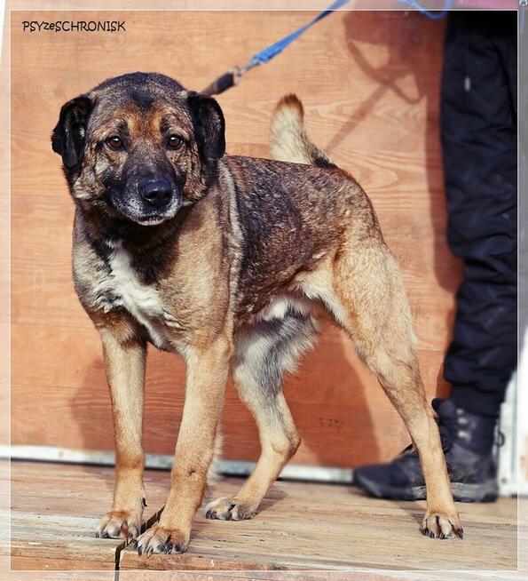 Tramp - sympatyczny kundelek gotowy dać Ci swoje serce