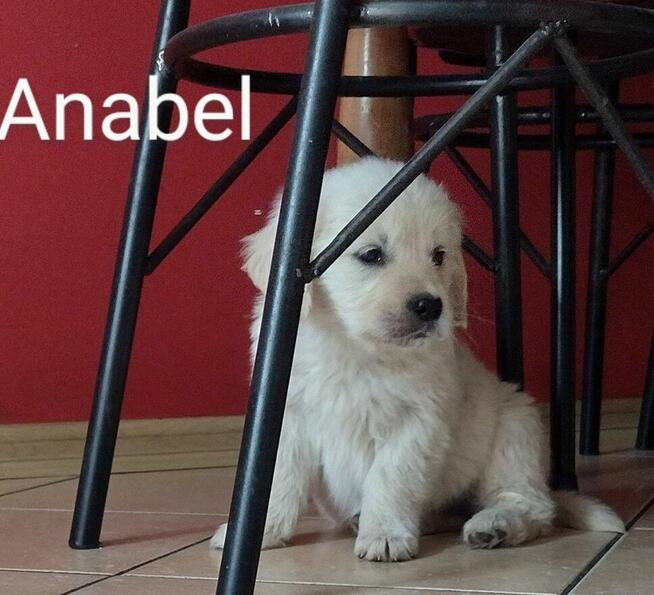 Golden Retriever szczeniaki ZKwp