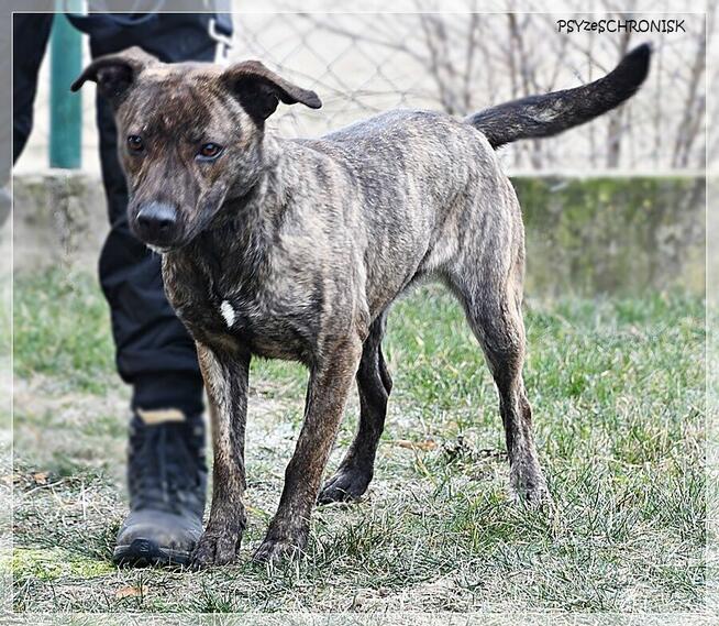 Simone – radosna, psia piękność szuka prawdziwej rodziny