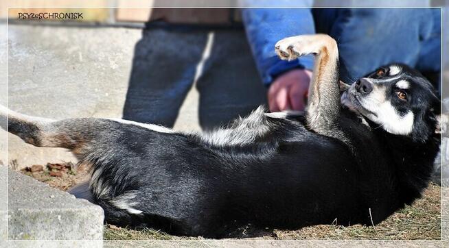 Bajka - spokojna sunia marzy o ciepłym domu