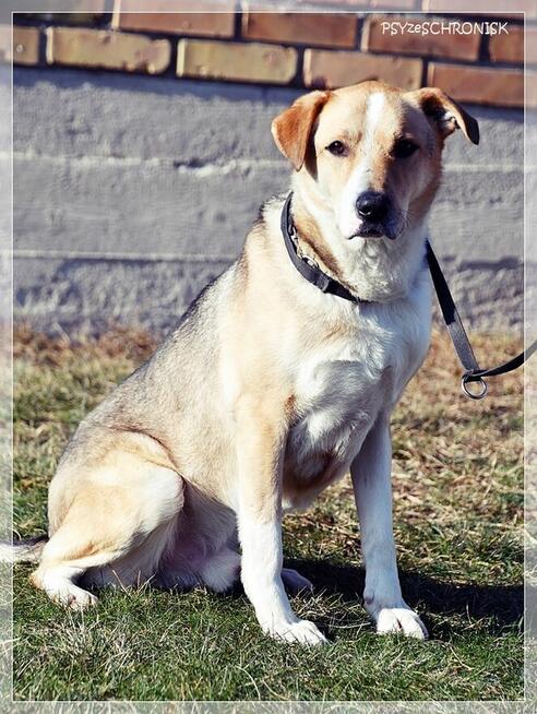 Olek - grzeczny przystojniak z wielkim sercem