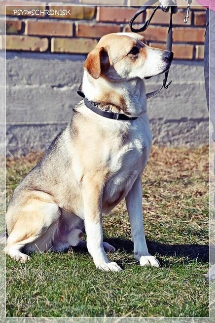 Olek - grzeczny przystojniak z wielkim sercem