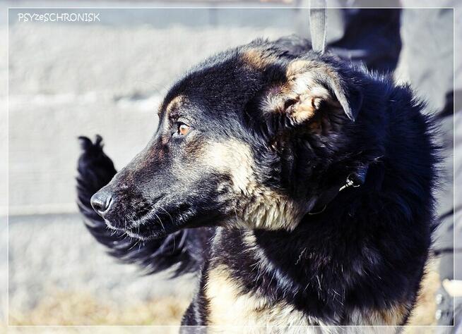 Bilbo - młody piesek w typie owczarka szuka domu