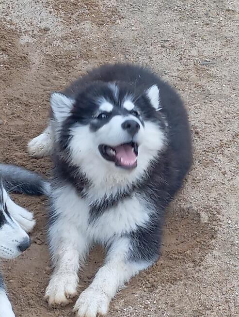 Husky dziewczynki szukają domu