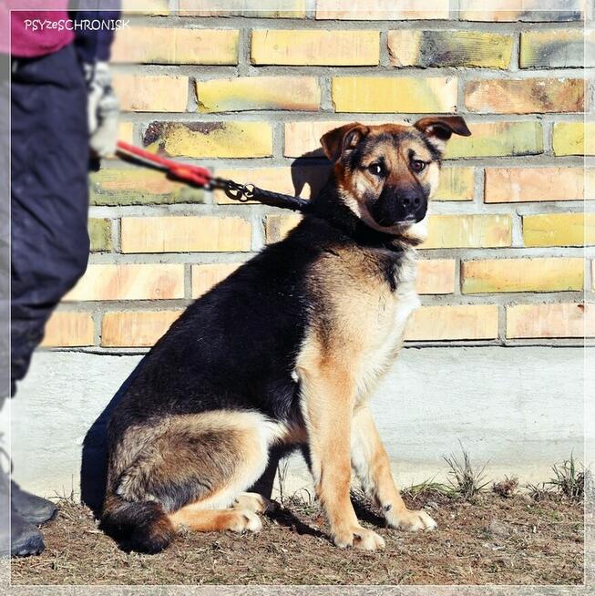 Teo - młody, radosny psiak chce zostać Twoim Przyjacielem