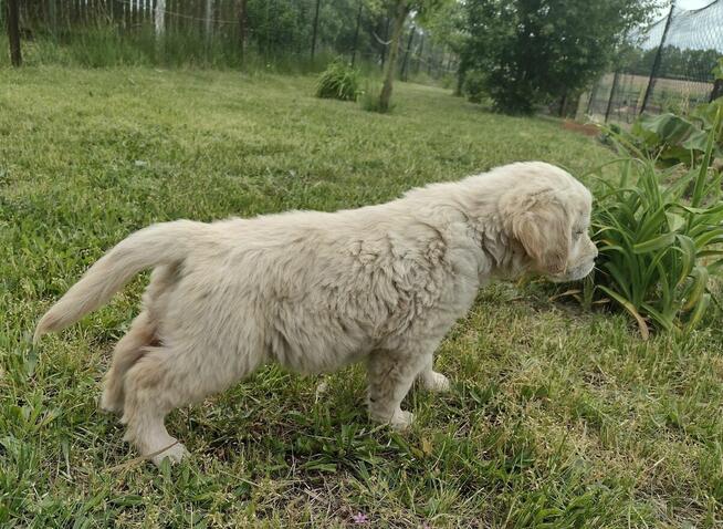 Golden Retriever szczeniaki pieski ZKwP/FCI