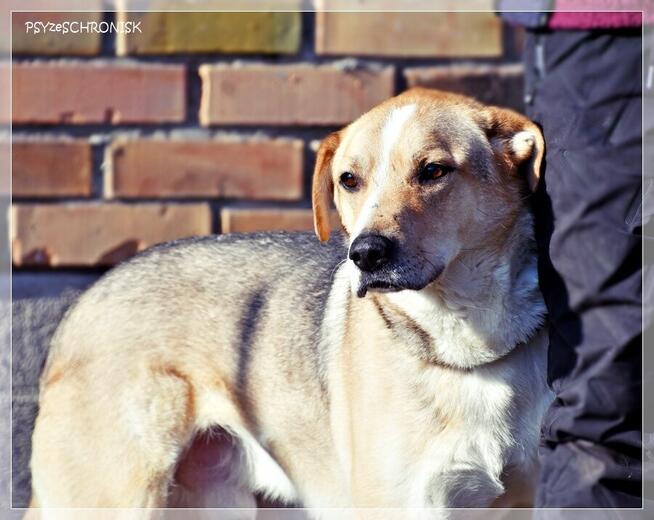 Olek - grzeczny przystojniak z wielkim sercem