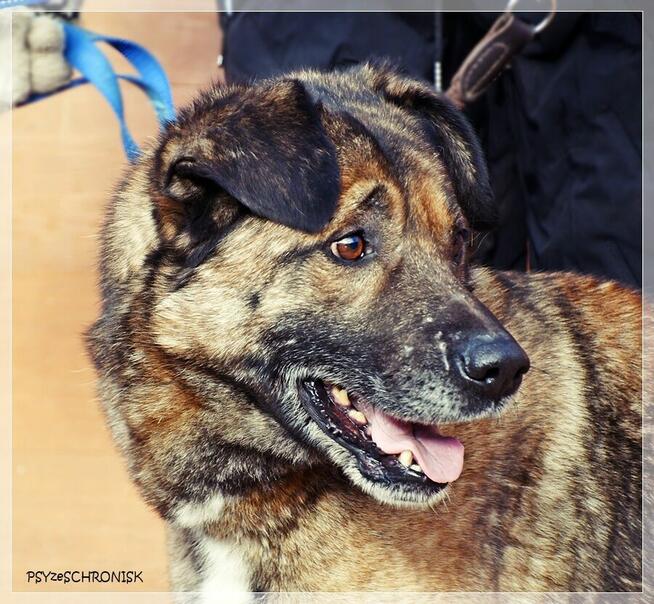 Tramp - sympatyczny kundelek gotowy dać Ci swoje serce