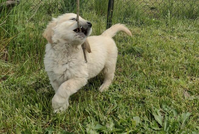 Golden Retriever szczeniaki ZKwp