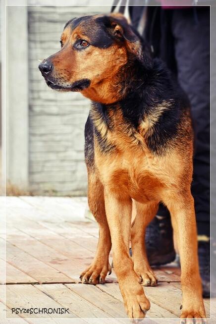 Kai – przyjazny wielkopies w kwiecie wieku. Podaruj mu dom