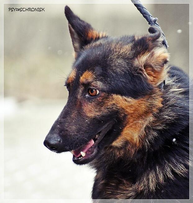 Marcel – zagubiony młodzieniec szuka cierpliwego opiekuna