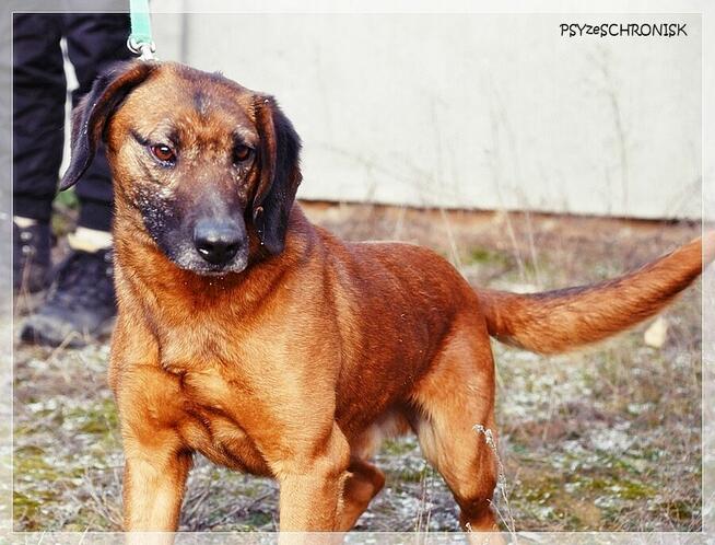 Erni – przyjazny, energiczny młodzieniec szuka aktywnego domu