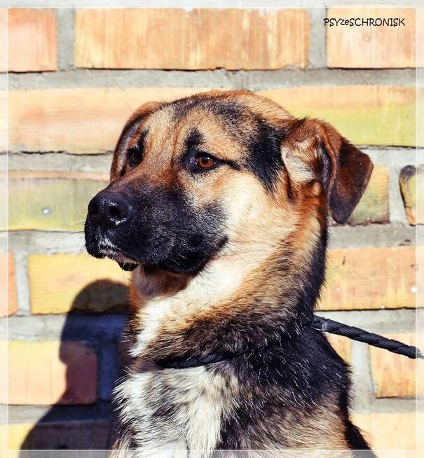 Teo - młody, radosny psiak chce zostać Twoim Przyjacielem