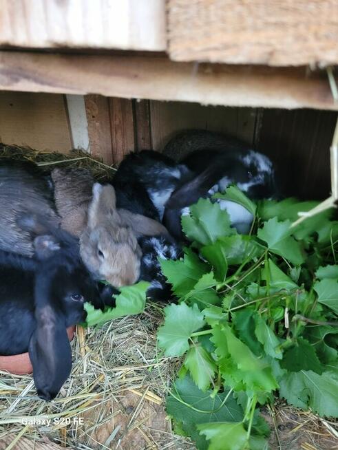 Króliki baran francuski