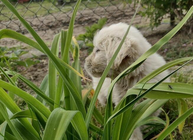 Golden Retriever szczeniaki pieski ZKwP/FCI