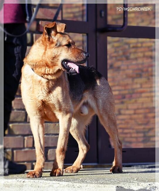 Bary - energiczny optymista czeka na Twój dom