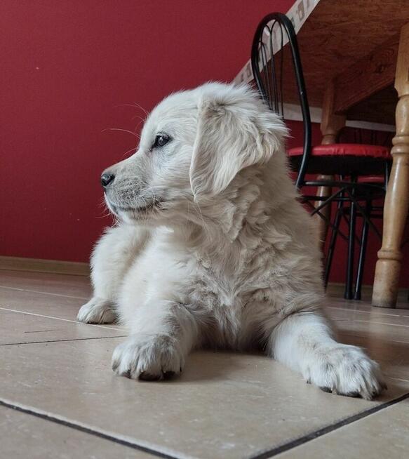 Golden Retriever szczeniaki pieski ZKwP/FCI