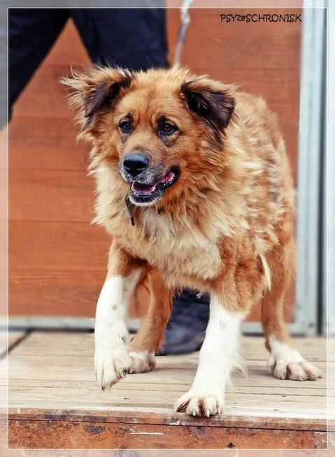 Merida – wspaniała, piękna sunia szuka najlepszego domu