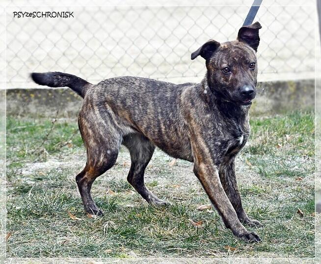 Simone – radosna, psia piękność szuka prawdziwej rodziny