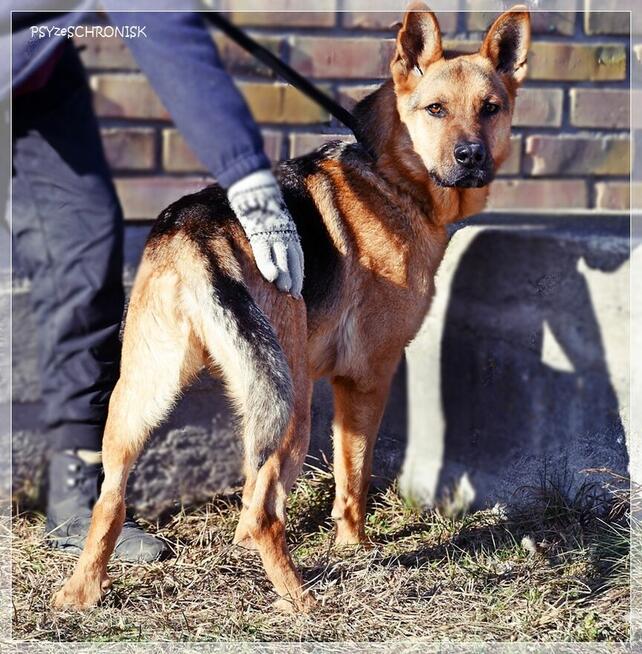 Bary - energiczny optymista czeka na Twój dom