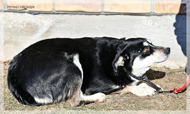 Bajka - spokojna sunia marzy o ciepłym domu