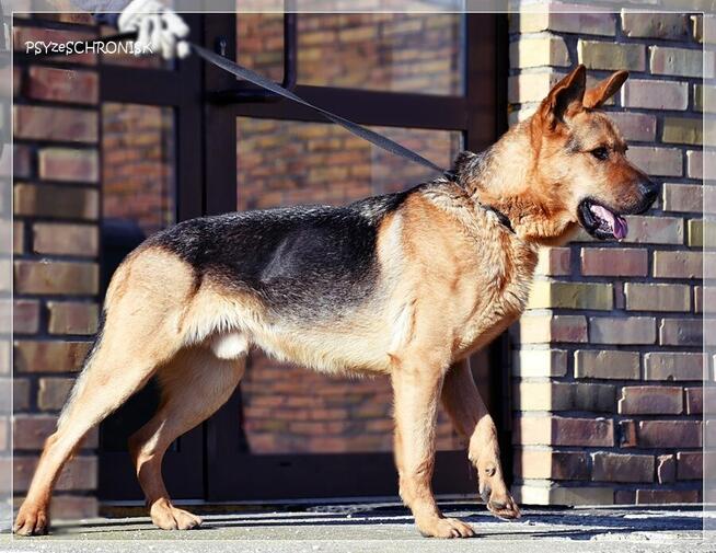 Bary - energiczny optymista czeka na Twój dom