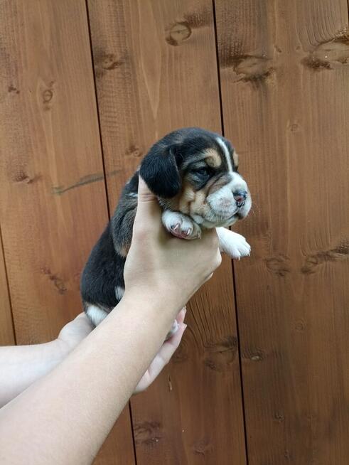 Szczeniaki rasy beagle do rezerwacji
